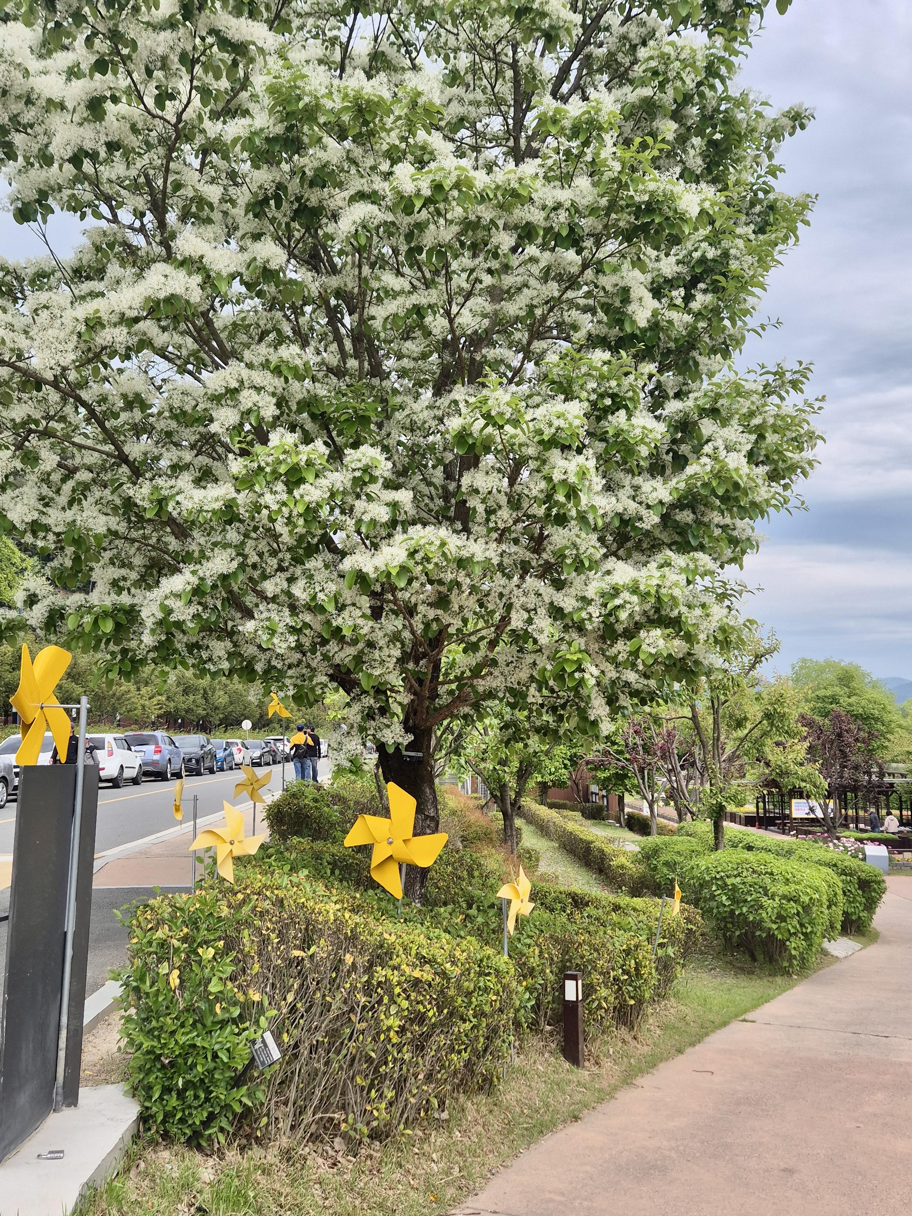 봉하마을 이팝나무