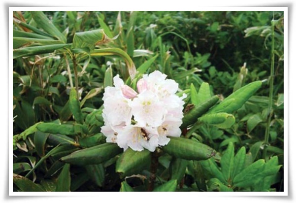 "진달래꽃" 나보기가 역겨워 가실 때에는 ... 봄을 알리는 분홍빛 향연!