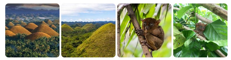 필리핀 보홀의 초콜릿 힐 풍경과 나무 위에서 서식 중인 타르시어 원숭이를 담은 자연 생태 여행 이미지
