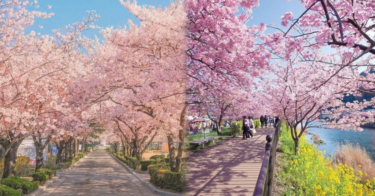 서울근교-벚꽃