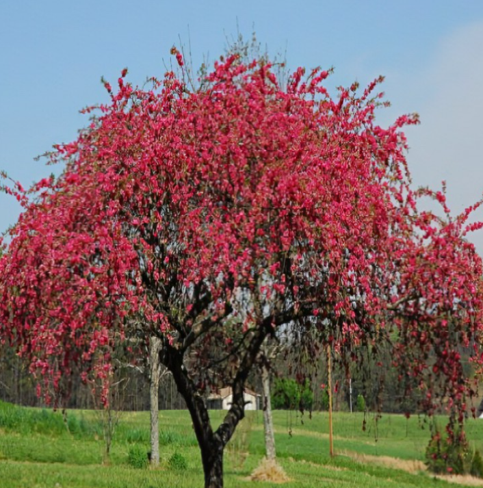 수양홍도화 능수홍도화의 차이 생김세 묘목 열매