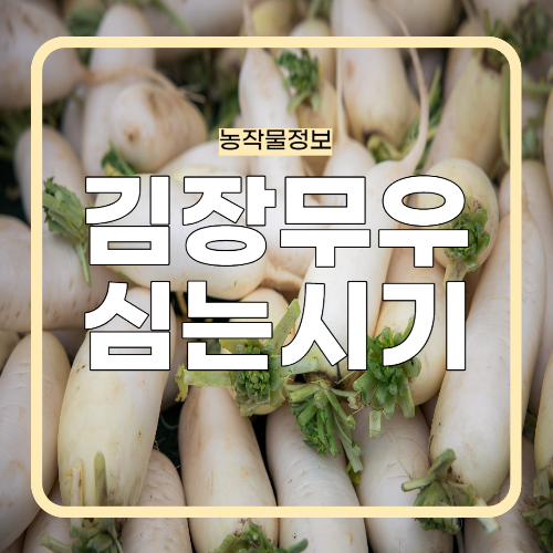 김장무우 심는시기