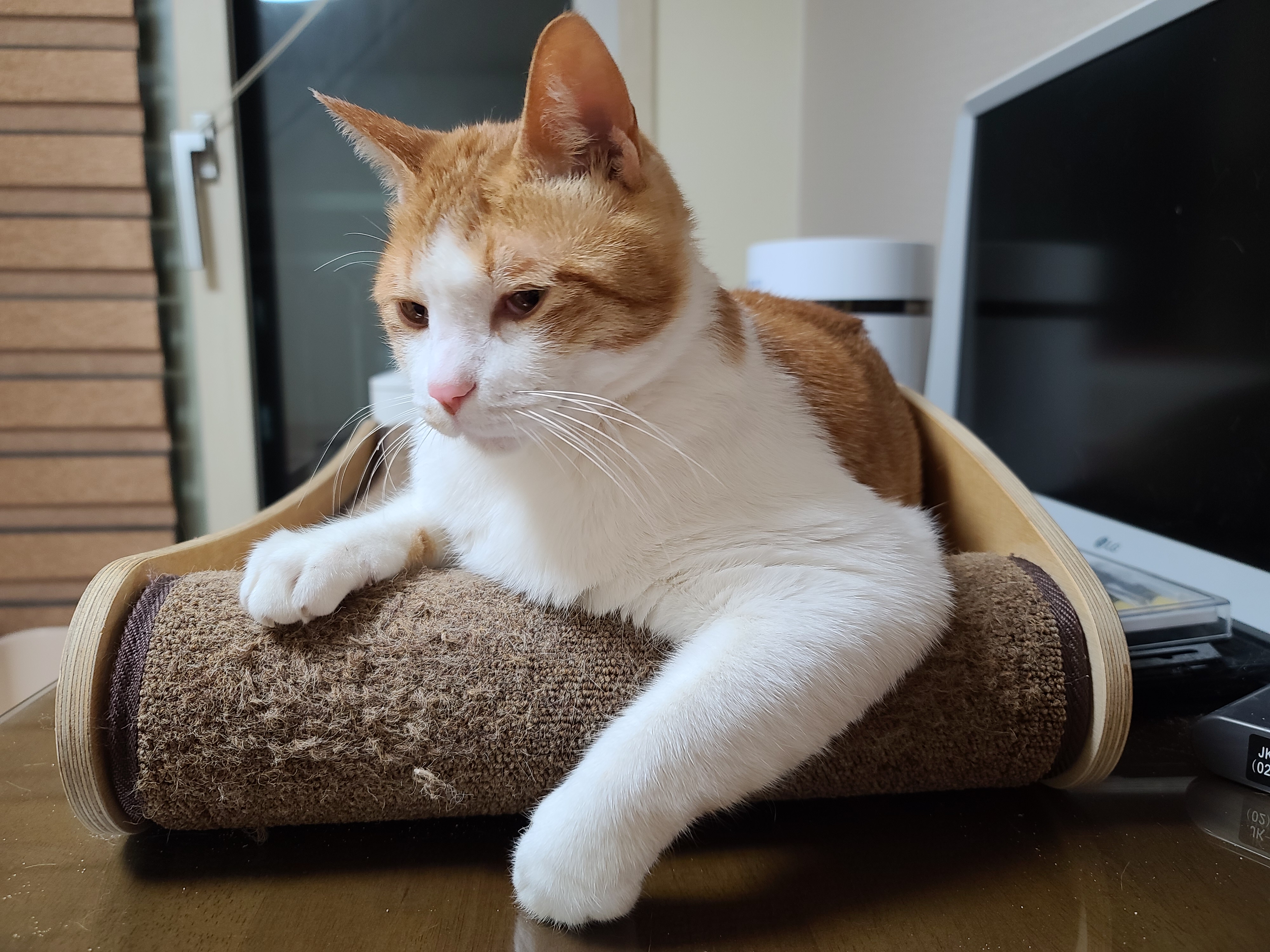 삐진 치즈냥이 막둥이 삐용