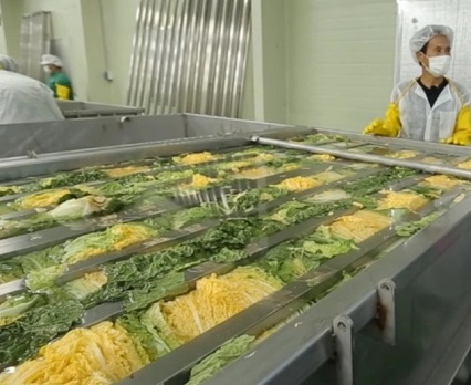 솔바위농원-절임배추