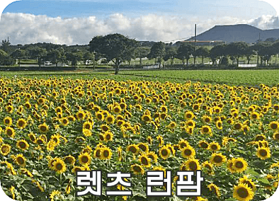 렛츠런팜 (테마공원, 꽃 감성, 해바라기)