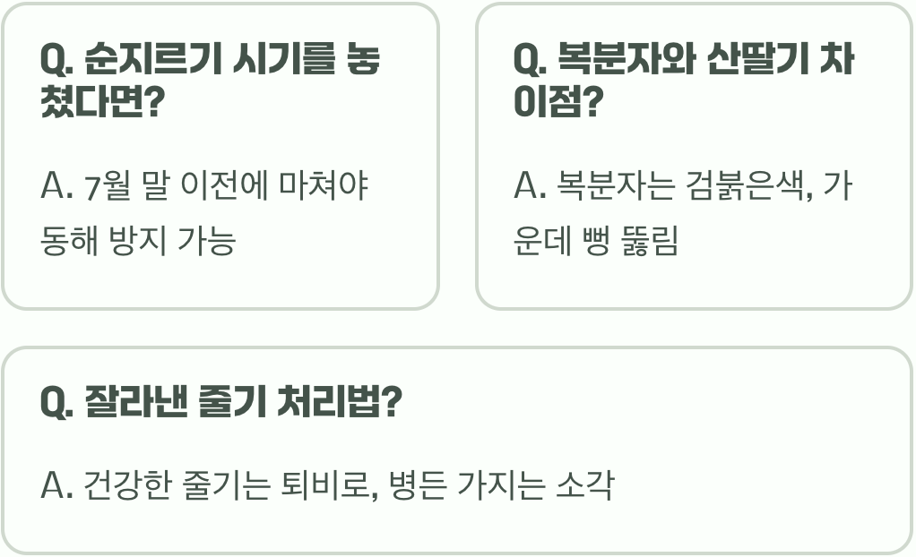 복분자 수확량 2배로 늘리는 가지치기, 언제 어떻게 잘라야 할까?