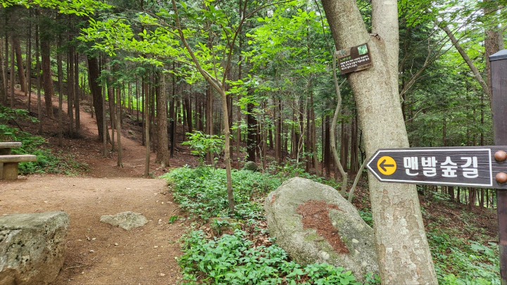 장성 치유의숲 맨발숲길. 축령산 편백나무 숲속 피톤치드 샤워.