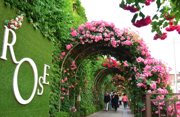 2025 중랑 서울장미축제