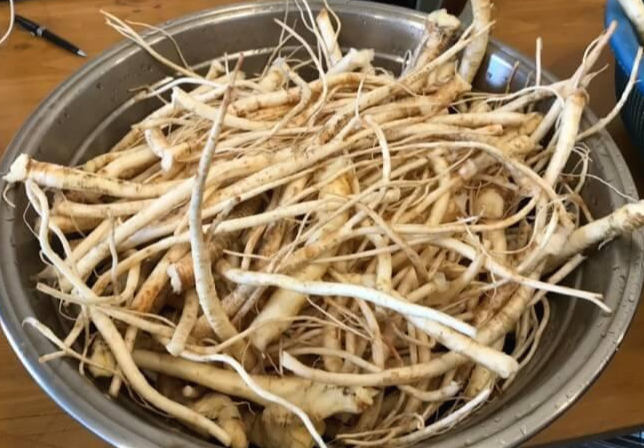 도라지(도라지차, 도라지청) 효능 9가지 및 부작용과 주의사항