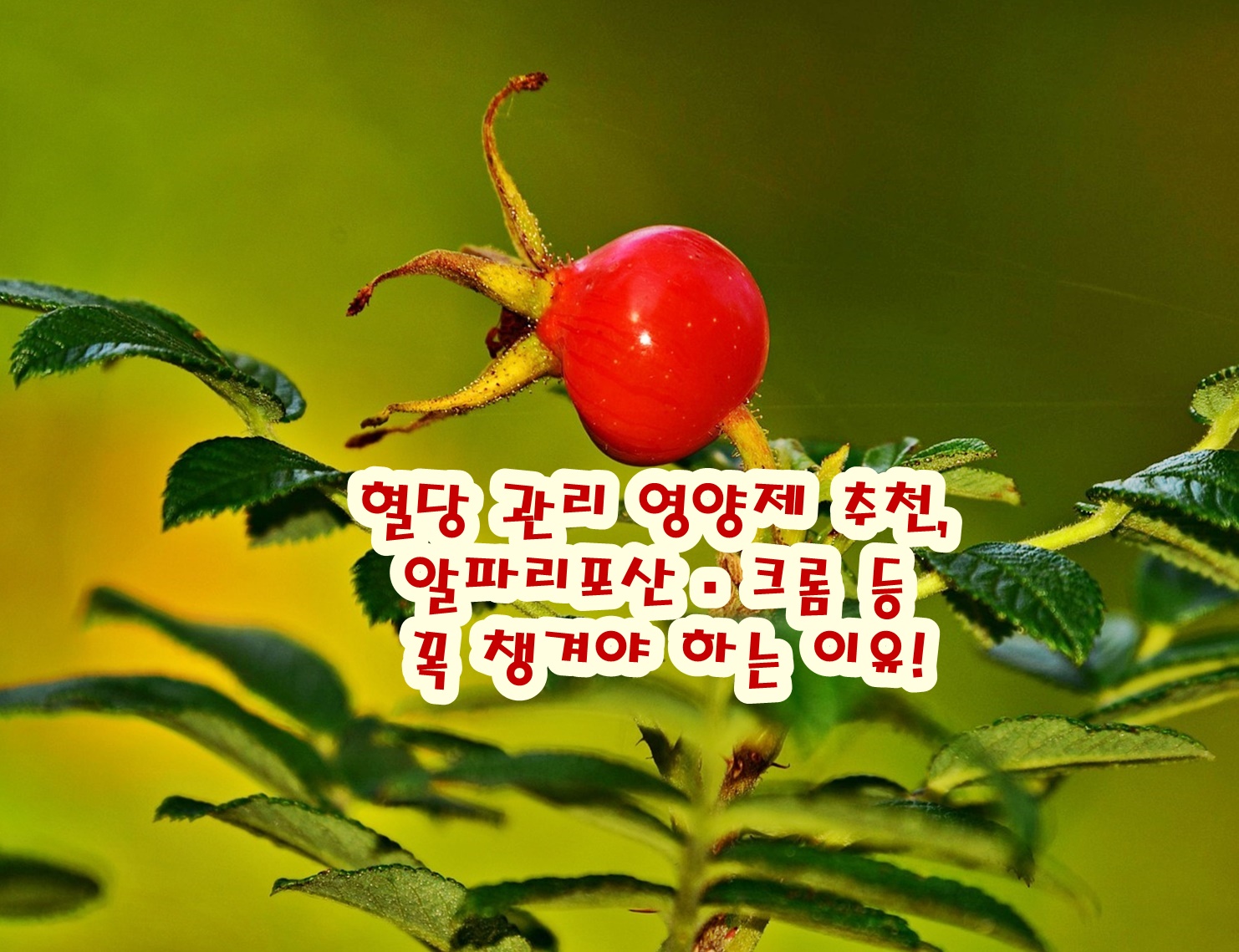 혈당 관리 영양제 추천, 알파리포산·크롬 등 꼭 챙겨야 하는 이유!