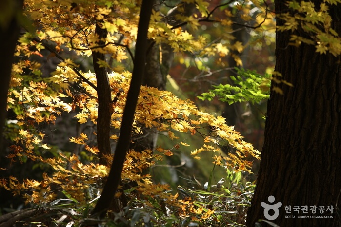 가을 여행지 단풍 추천장소 _ 속리산, 팔공산, 가야산, 지리산, 한라산 국립공원