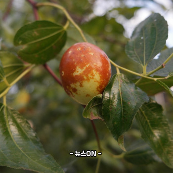사과대추 말리기