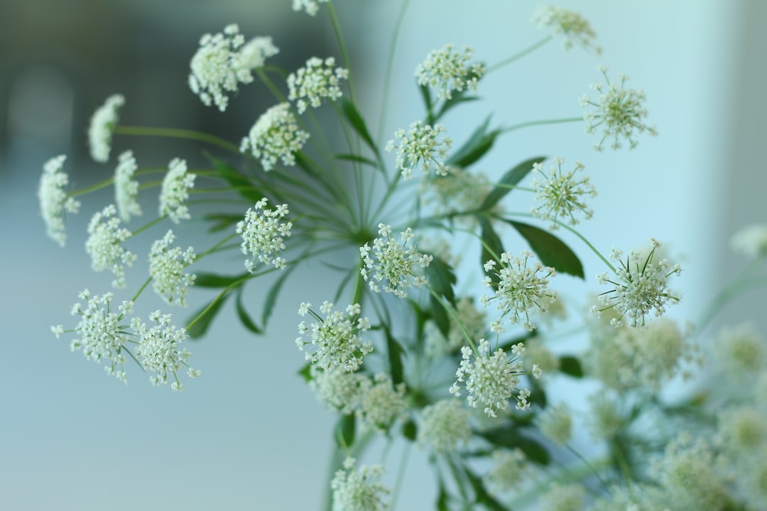 Angelica