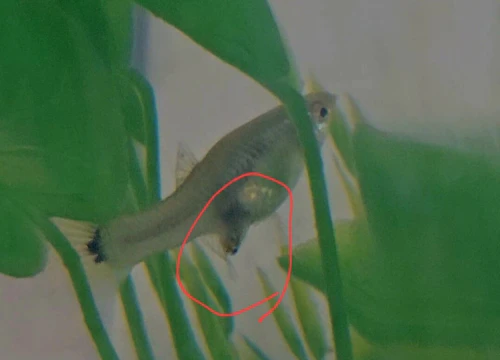 구피출산중