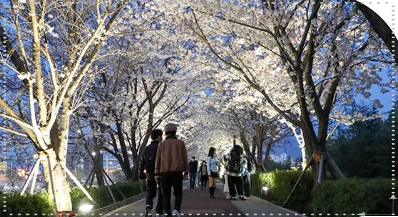 🌸 2026 강서 낙동강 30리 벚꽃축제: "낙동강변에 펼쳐진 분홍빛 터널"
