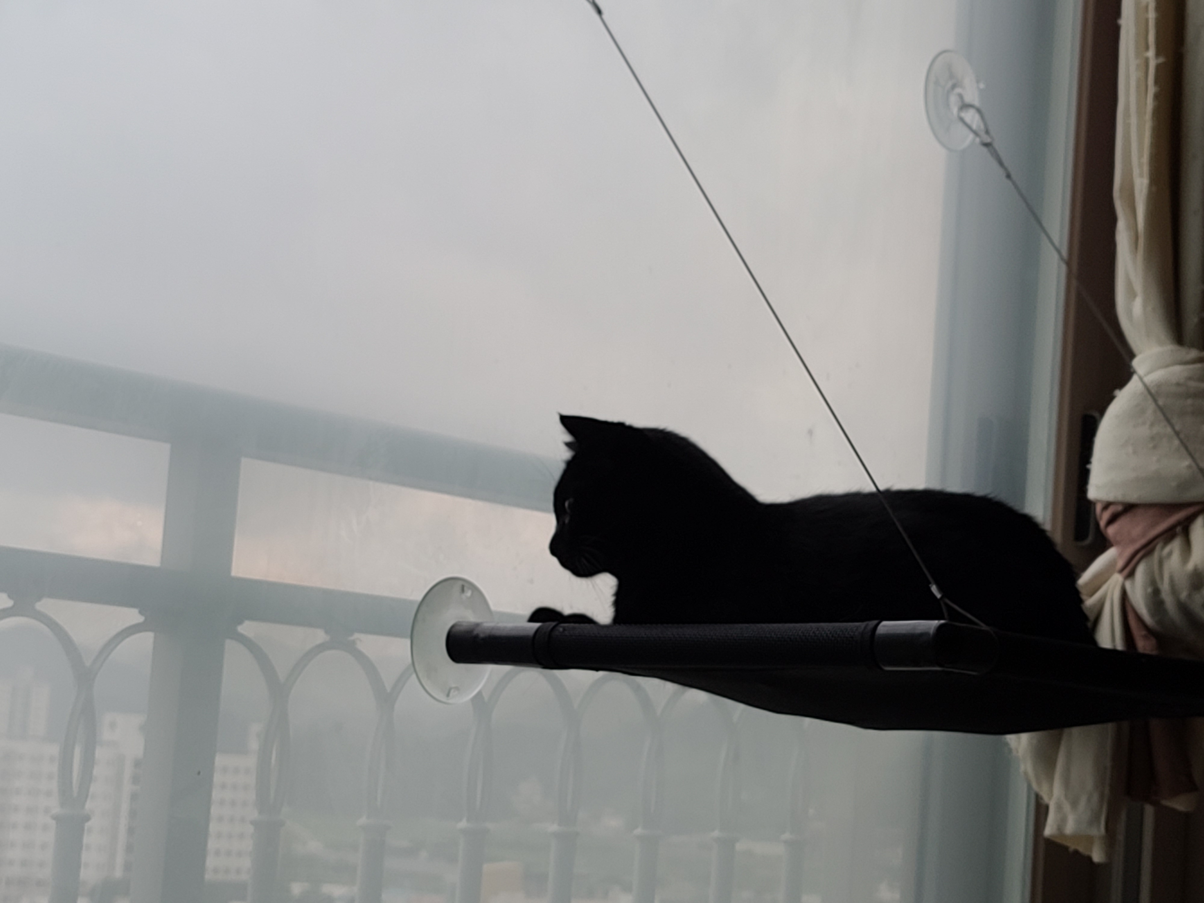 창문 해먹 위에서 창밖을 구경하는 올블랙고양이 건이.(feat.건이의 쫑알쫑알)