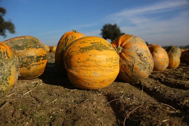 6월에 심는 밭작물 채소_7