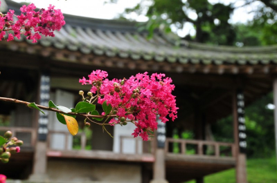 [정원수목]한옥 정원에 어울리는 한국 전통 수목 10가지