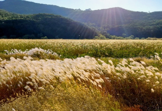 인천/명품/단풍/명소
