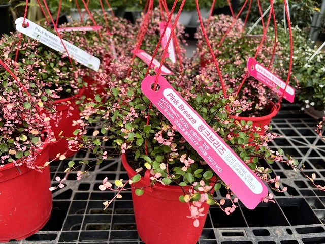 조인폴리아-쇼핑-센터