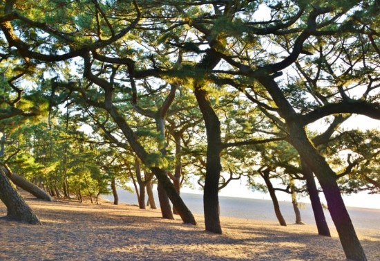 [일본 여행지 추천] 시즈오카 날씨, 위치, 맛집, 쇼핑, 가볼만한곳(후지산, 온천), 료칸