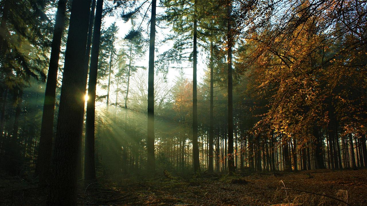 유치원 입학나이