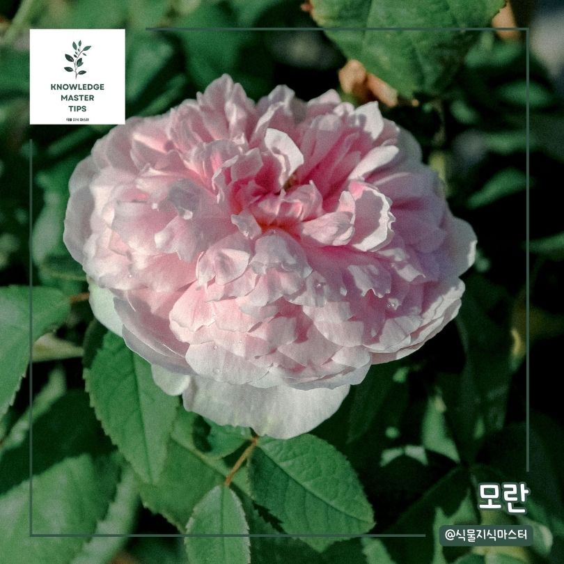 봄에 심기 좋은 꽃 - 모란