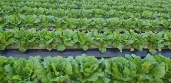 배추 재배 정식 시기 석회 뿌리기 벌레 예방_5