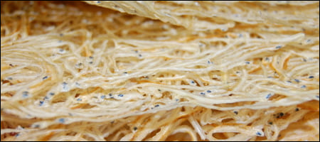 뱅어포 근접 사진