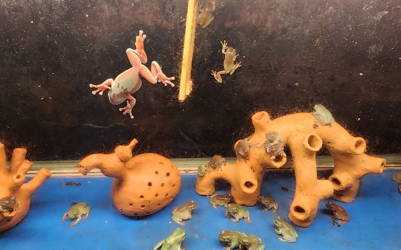 테라크랩팜 진로마스코트 개구리