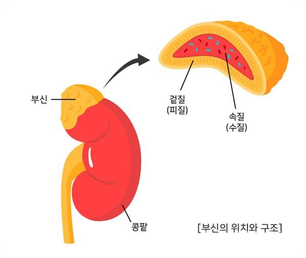 부신피질호르몬