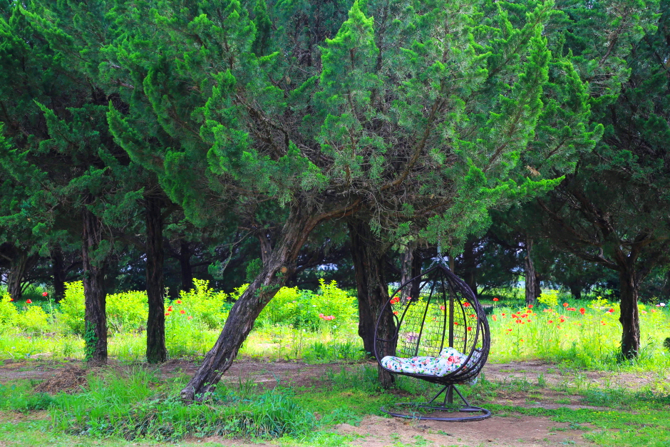 향나무 아래 의자가 있다.