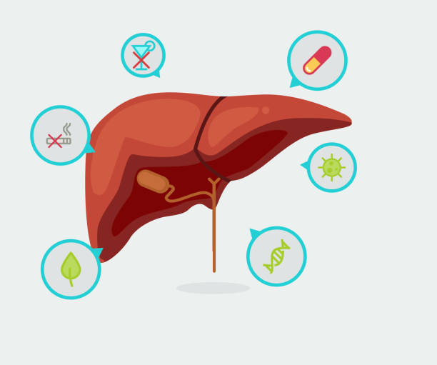 개복숭아효소의 주요 효능 간 건강 개선에 탁월한 효과
