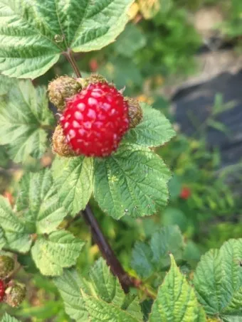 라즈베리 재배 지주 설치 가지 전정 순 지르기_3