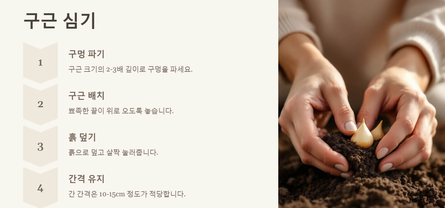구근 심는 시기 및 방법
