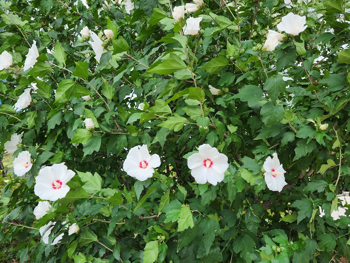 무궁화