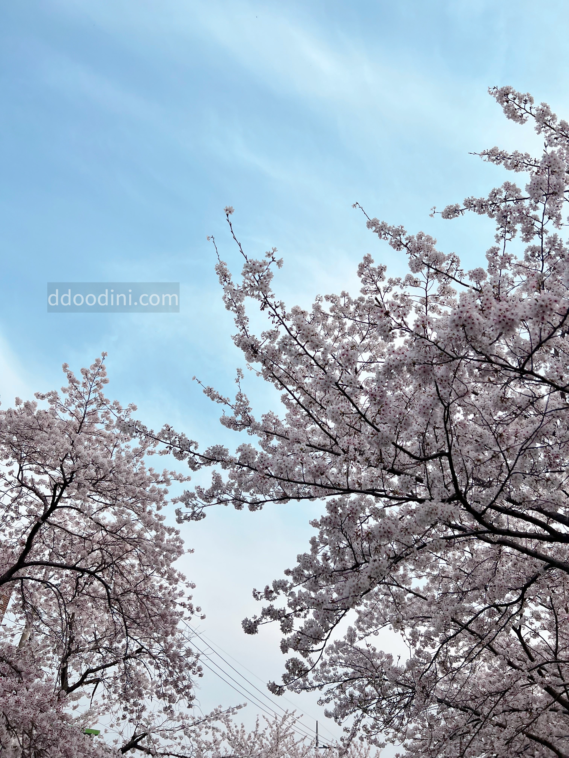 다강지로그 진해군항제 벚꽃사진