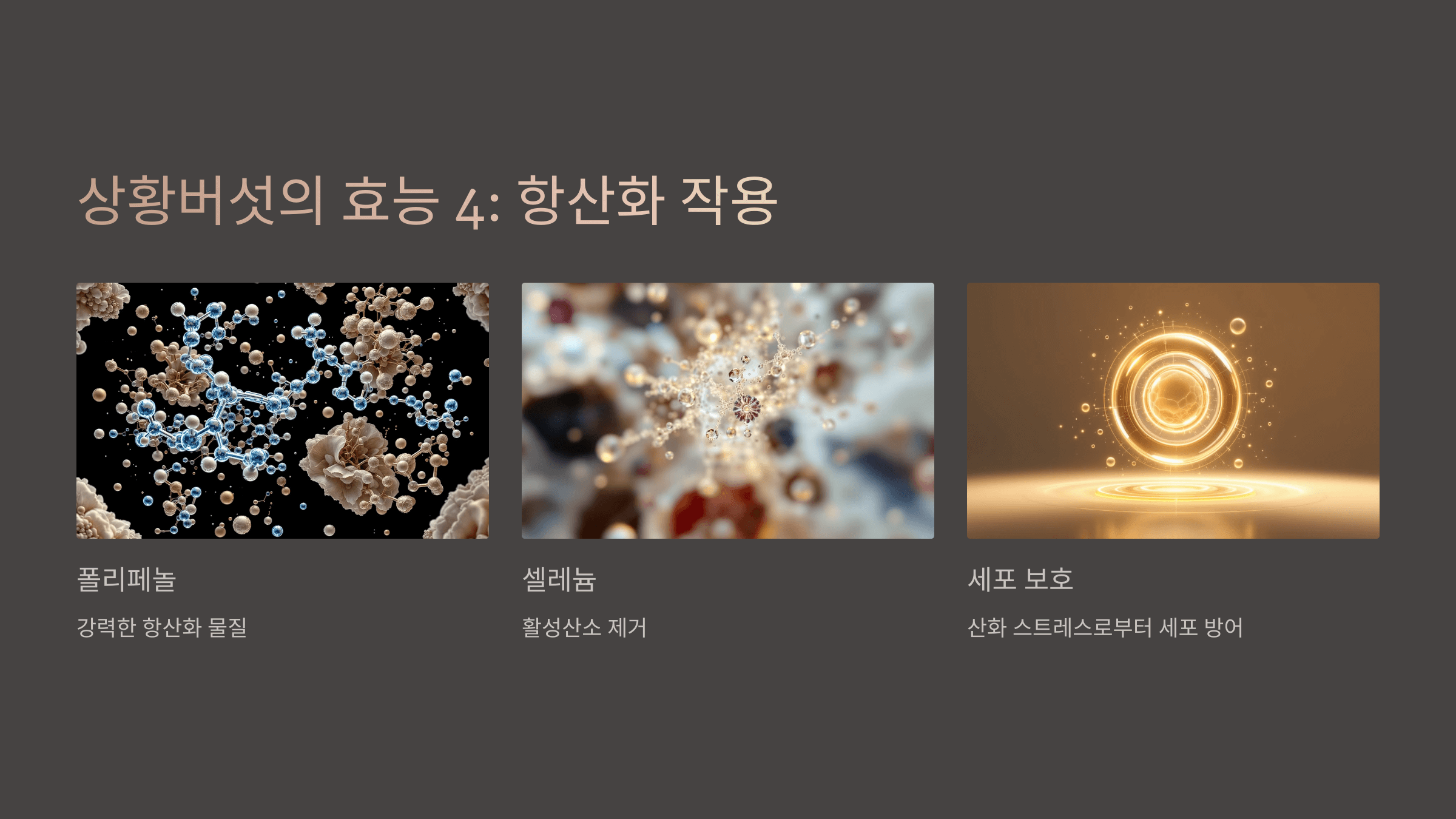 상황버섯과 관련된 사진입니다.