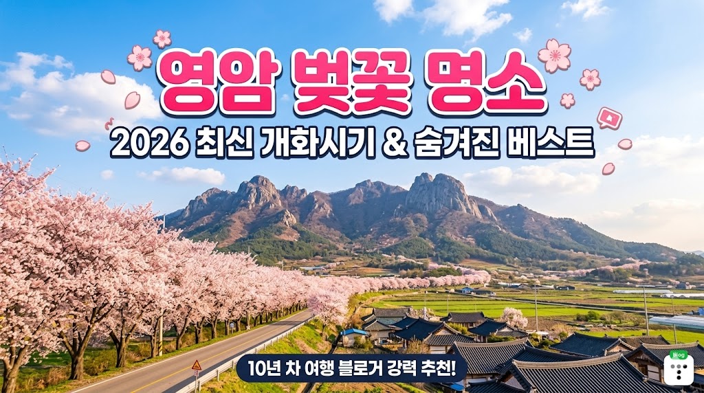 영암 벚꽃