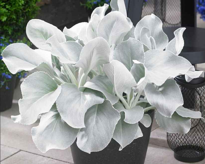 세네시오 엔젤 윙스