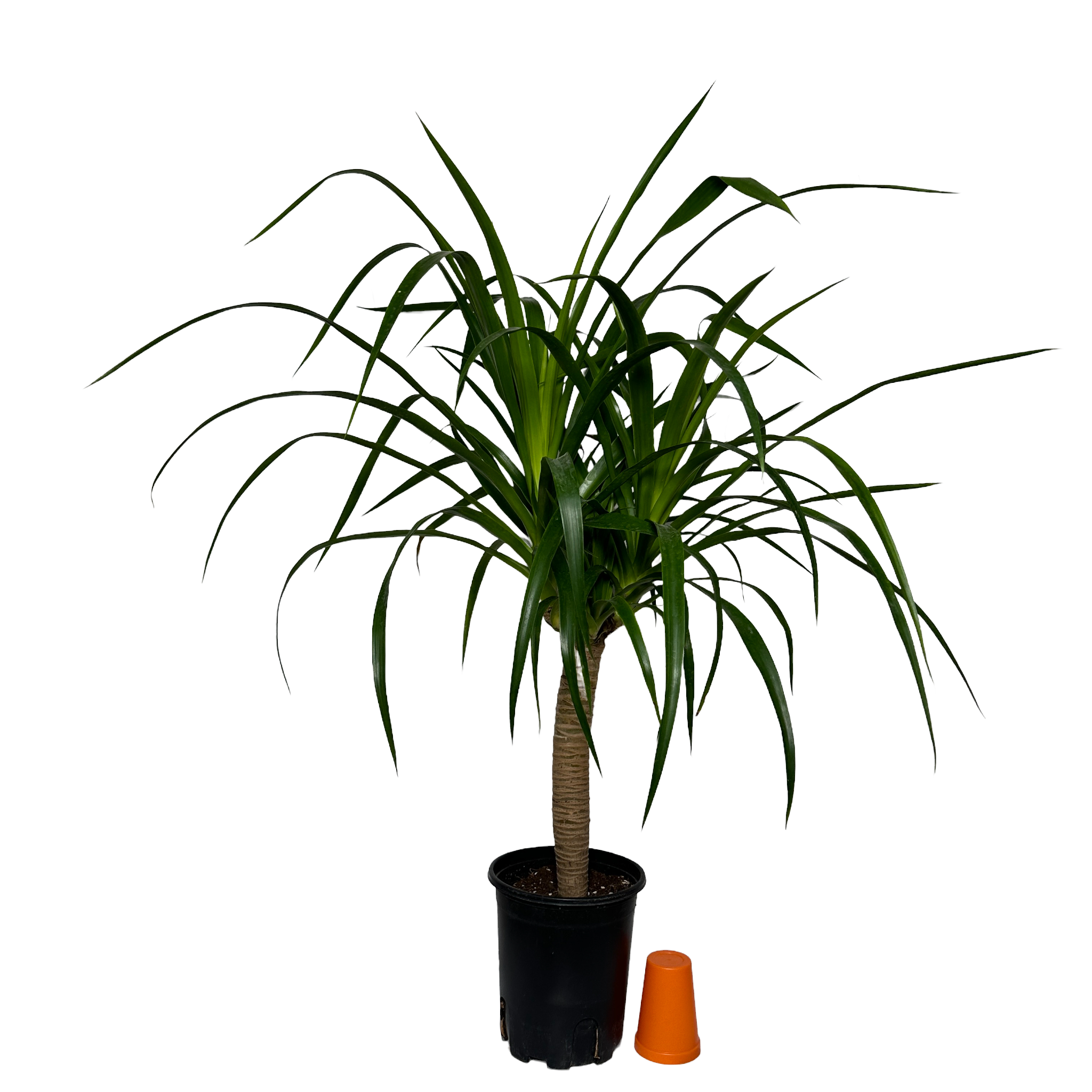 키우기쉬운 실내 정화식물 드라코 키우는 법