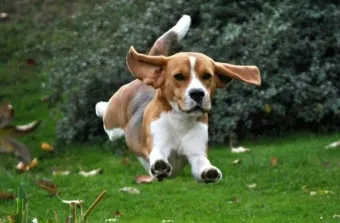 강아지 오래사는 신장관리 비법 생활습관_15