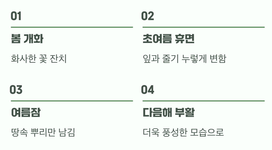 여름잠을 자는 신비로운 식물