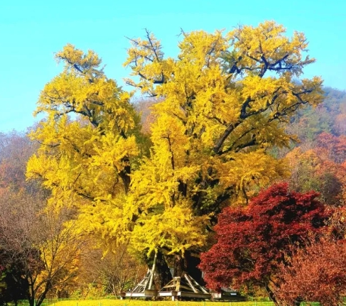 가을에 피는 꽃 은행나무-안동 용계리 은행나무