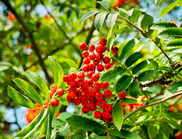 마가목 열매 효능