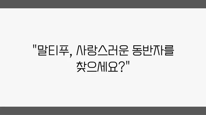 일산말티푸분양 알아봅니다