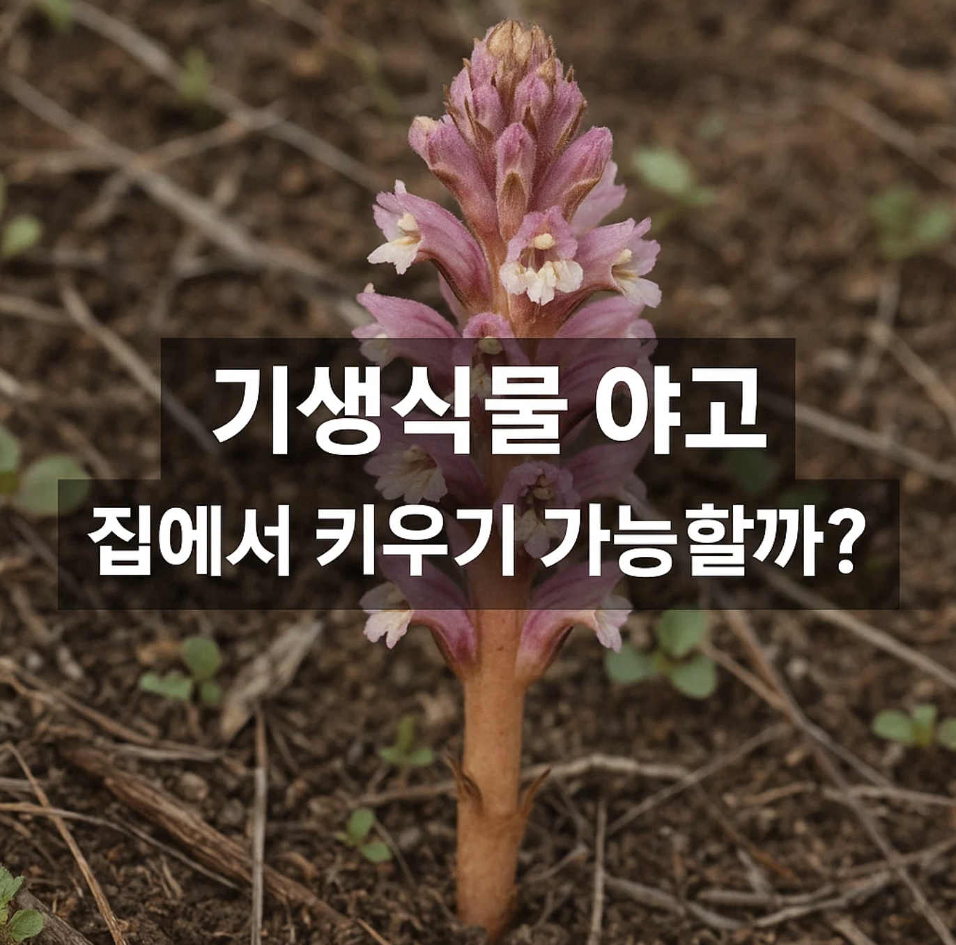 기생식물 야고, 집에서 키우기 가능할까?