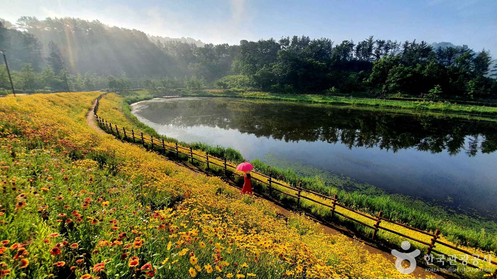 함안 악양생태공원 금계국