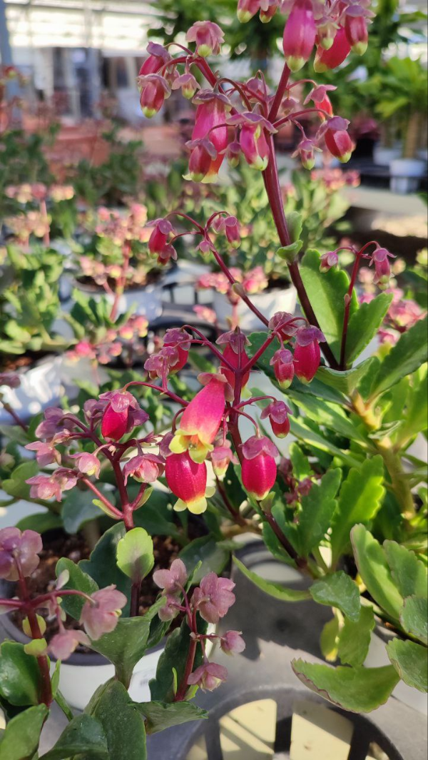 봄꽃 구경, 남사 화훼단지