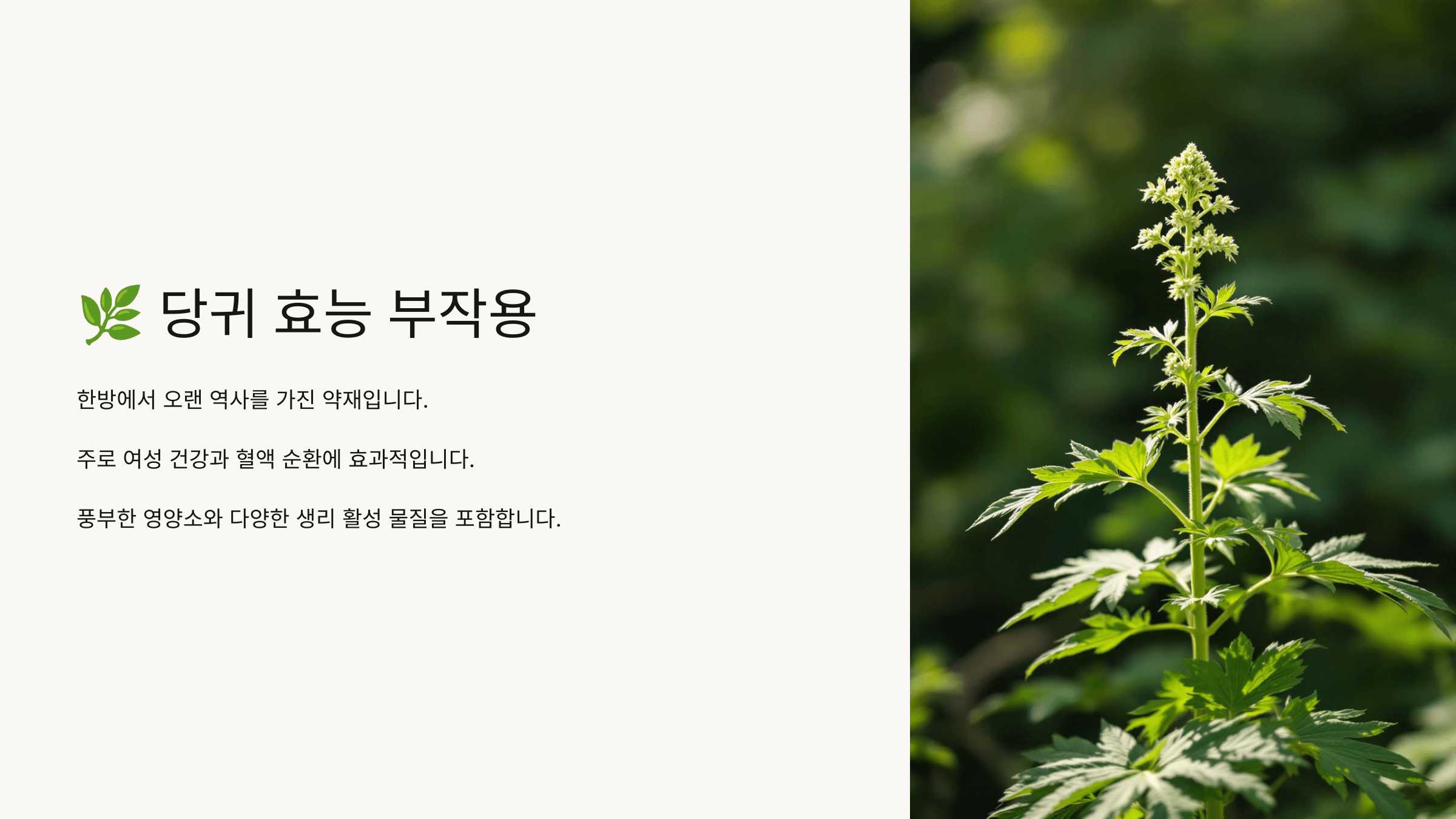 당귀 사진입니다.